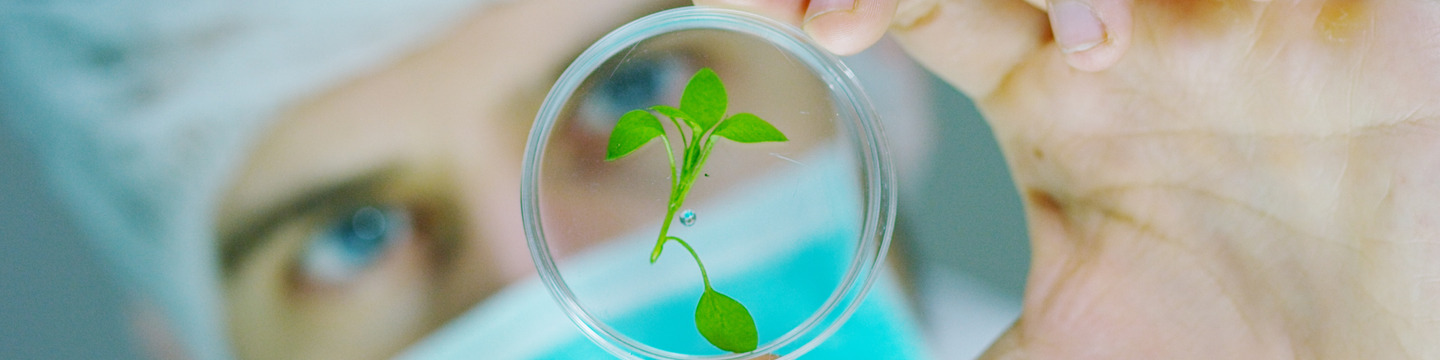 Provette in un bicchiere da laboratorio Provette da laboratorio inserite in un contenitore