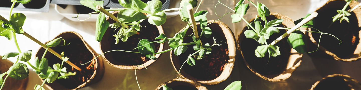 Giardinaggio_websim1