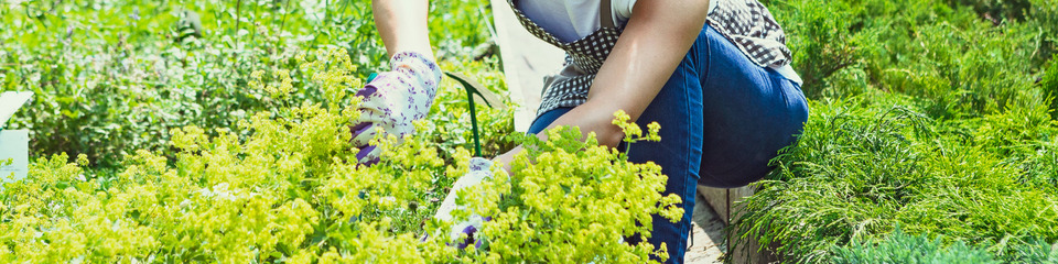 Giardinaggio_websim2