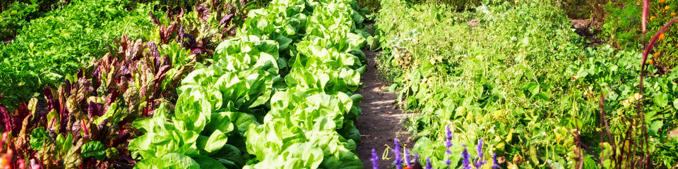 Giardinaggio_websim4