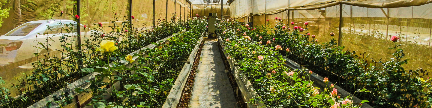 Giardinaggio_websim6