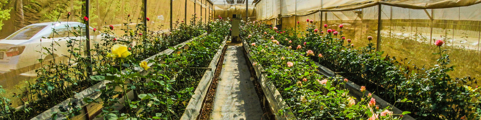 Giardinaggio_websim6