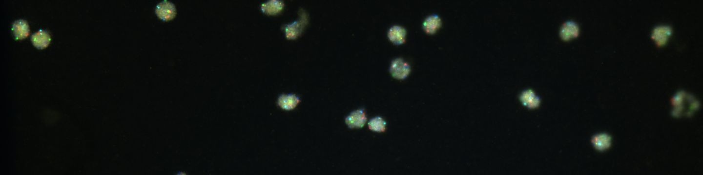Ikonysis_websim5 Particolare ottenuto da un'analisi tramite microscopio