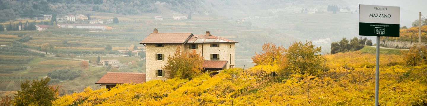 Masi_websim2 Filari Masi Agricola