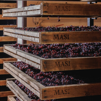 Vendemmia nei vigneti Masi Agricola, con operatori al lavoro tra i filari.