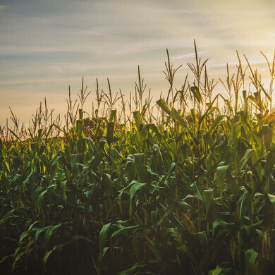 Ampio campo di grano pronto per la raccolta
