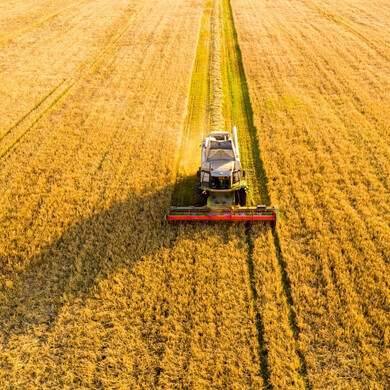 Macchina trebbiatrice che raccoglie il grano in un campo agricolo