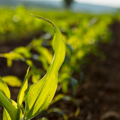 Dettaglio ravvicinato di foglie verdi all’interno di un campo coltivato
