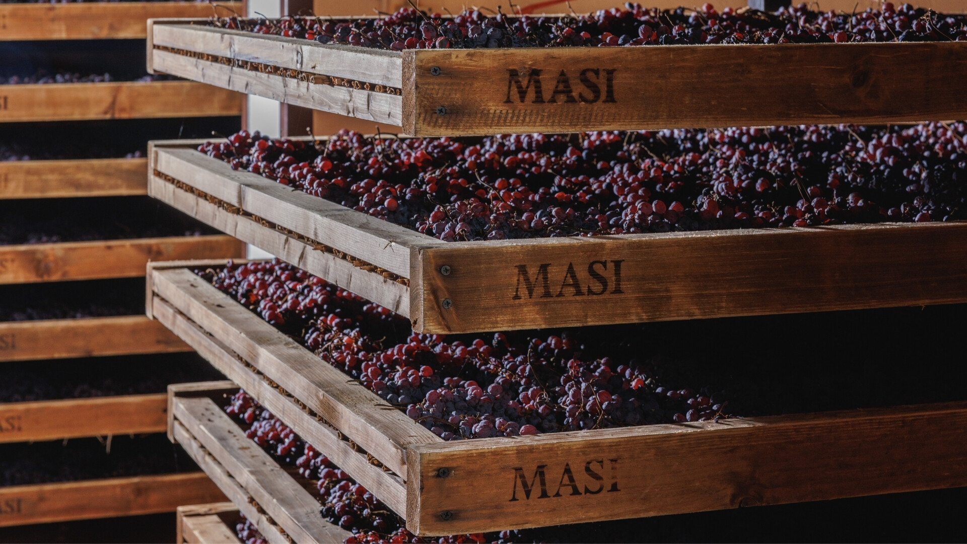 Vendemmia nei vigneti Masi Agricola, con operatori al lavoro tra i filari.