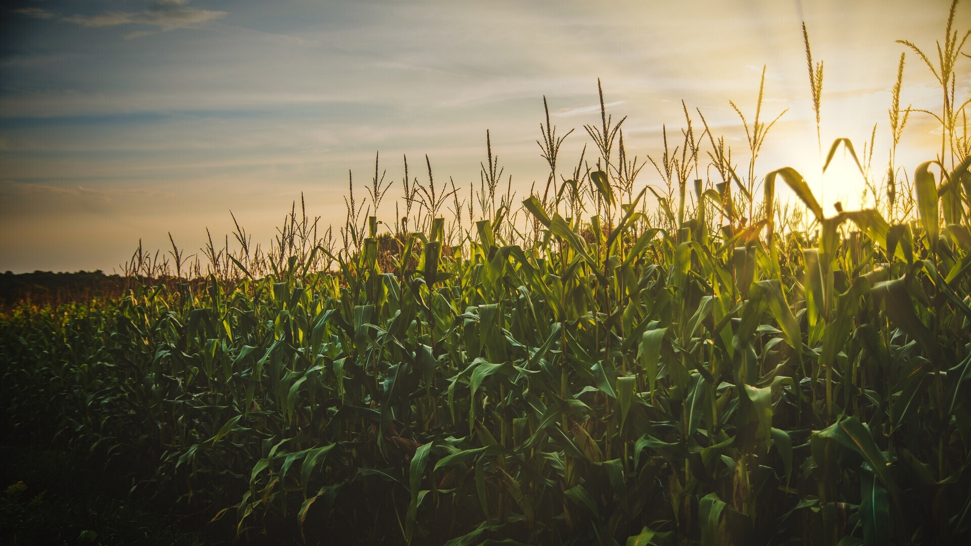Ampio campo di grano pronto per la raccolta