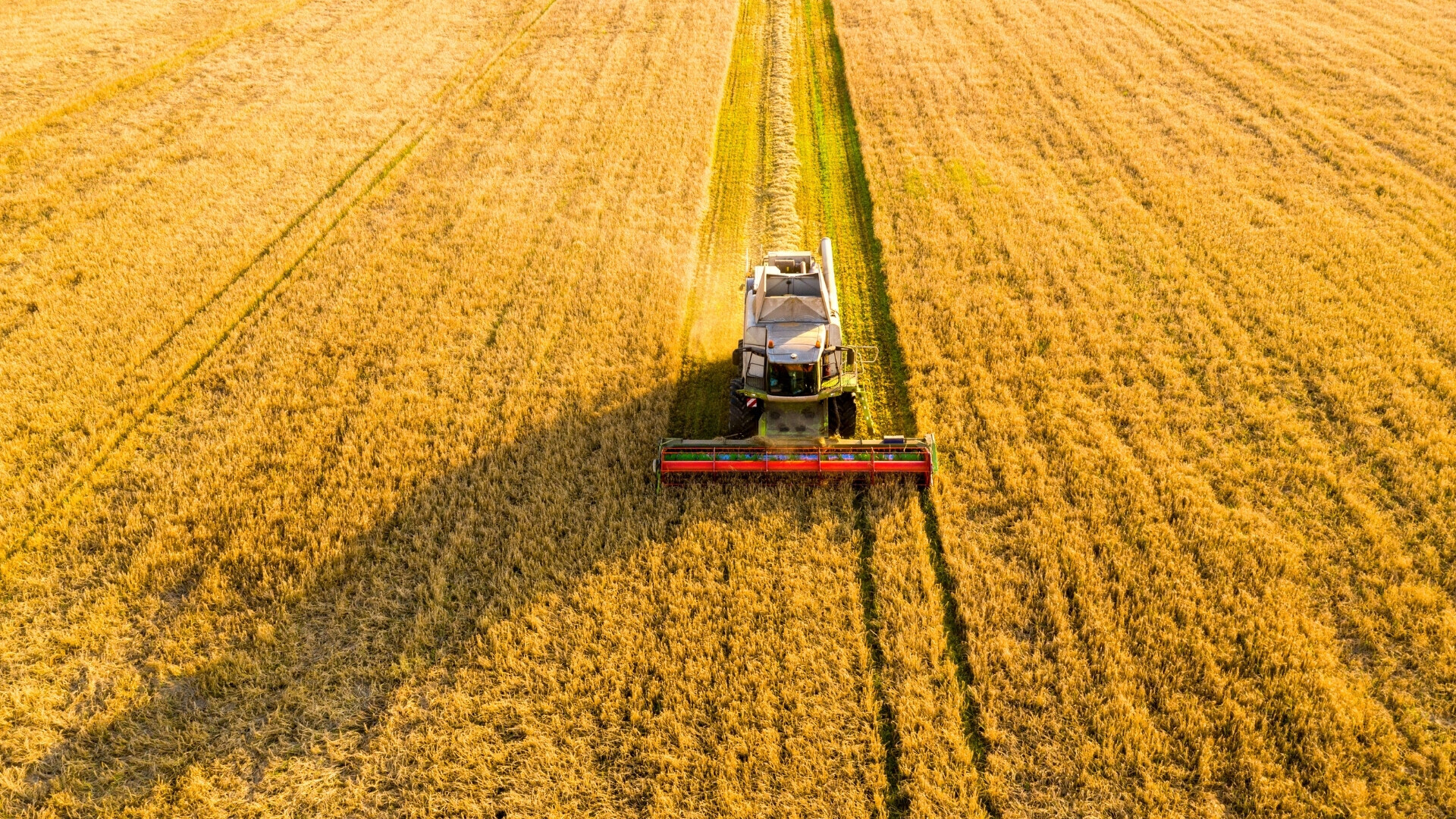 Macchina trebbiatrice che raccoglie il grano in un campo agricolo