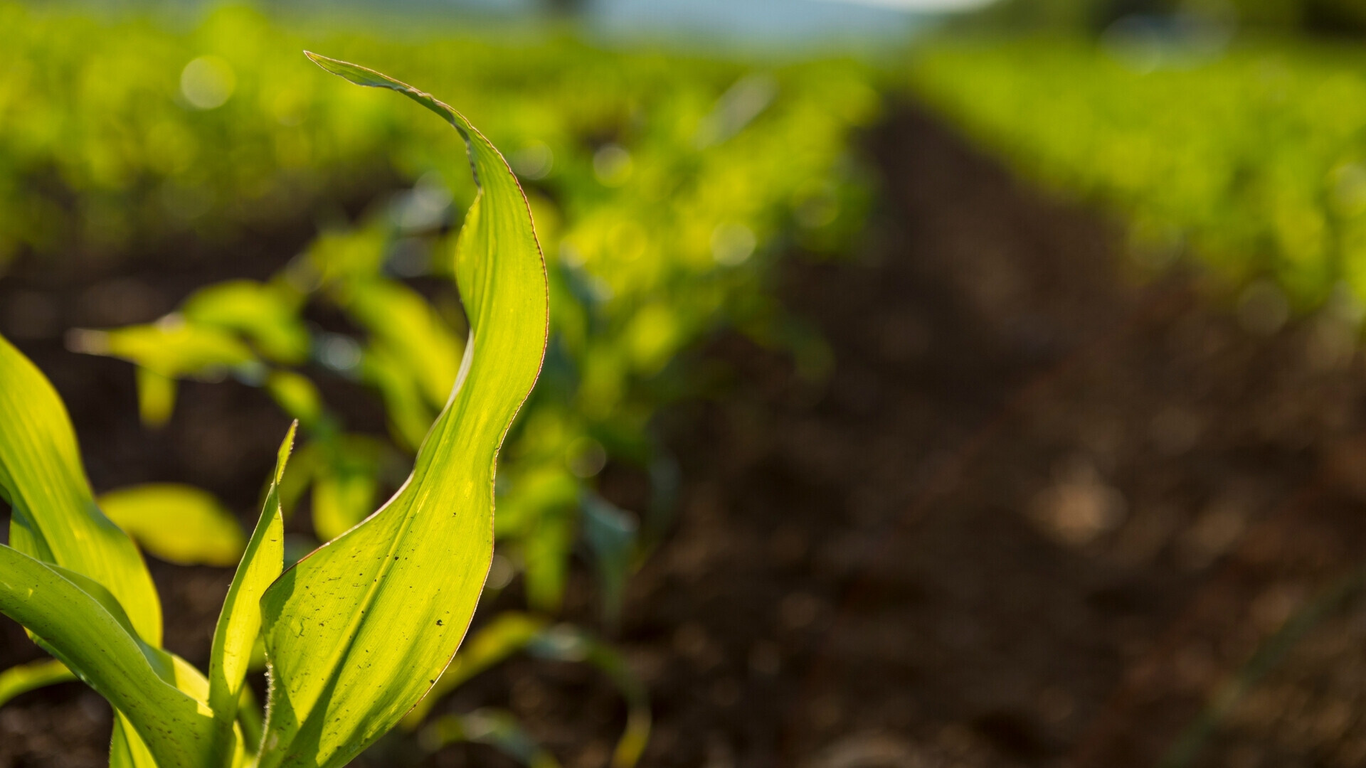 Dettaglio ravvicinato di foglie verdi all’interno di un campo coltivato